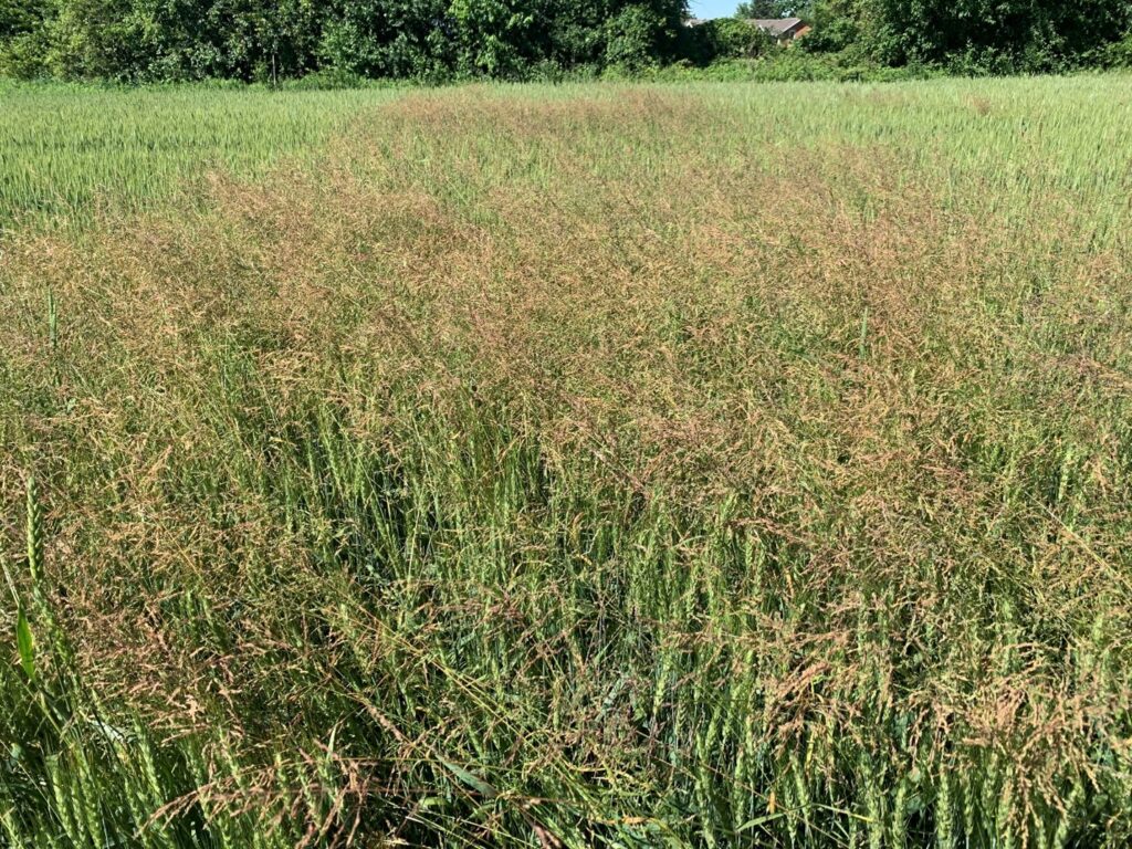 Figure 1. Bluegrass (Poa spp.) in a stand of winter wheat