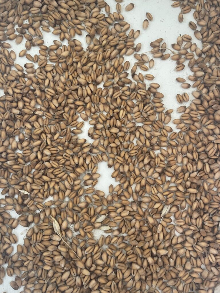 Figure 1: Winter wheat kernels that have developed a black, smudge-like discolouration on the embryo (germ) end known as black point.