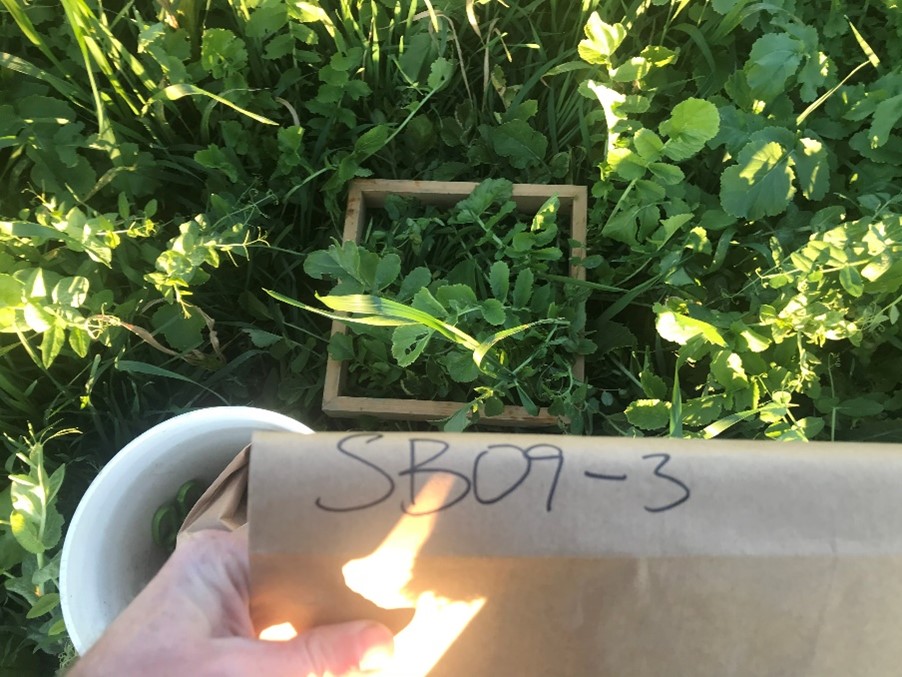 Figure 1. Cover crop biomass harvested from a 0.25m2 area for tissue analysis.