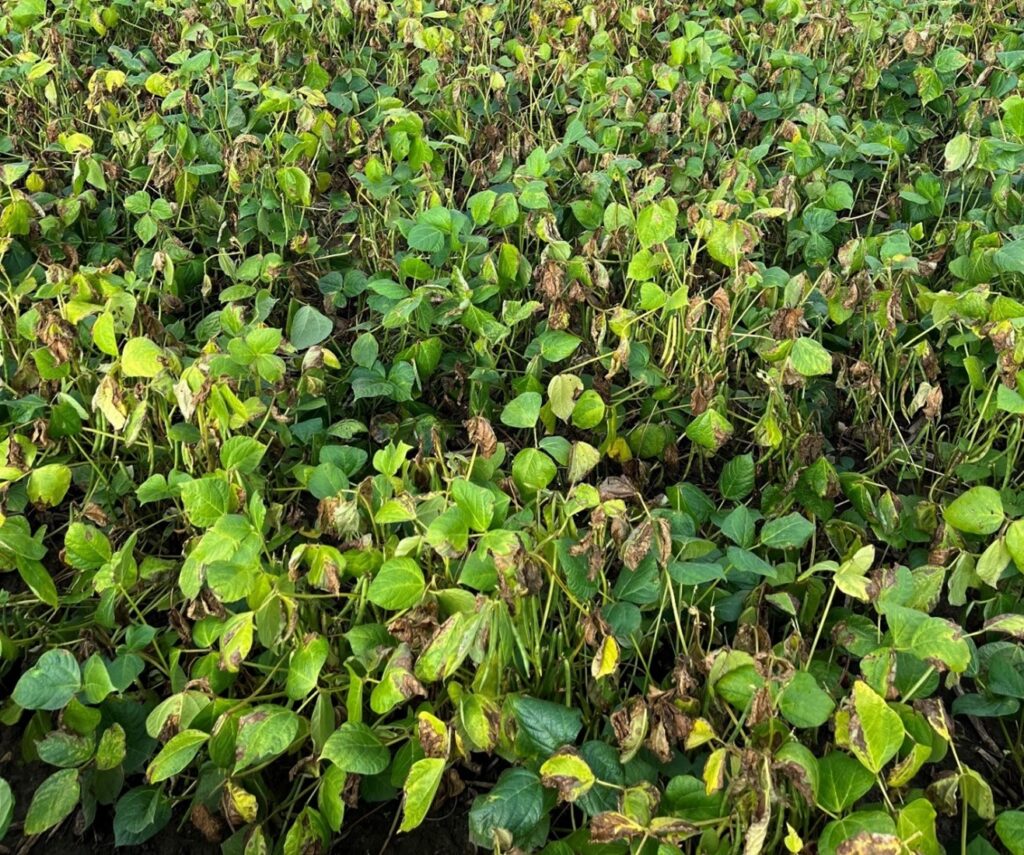 Figure 2. Severe BBS infection in adzuki beans with symptoms visible in 60% of the field and worsening over time. 