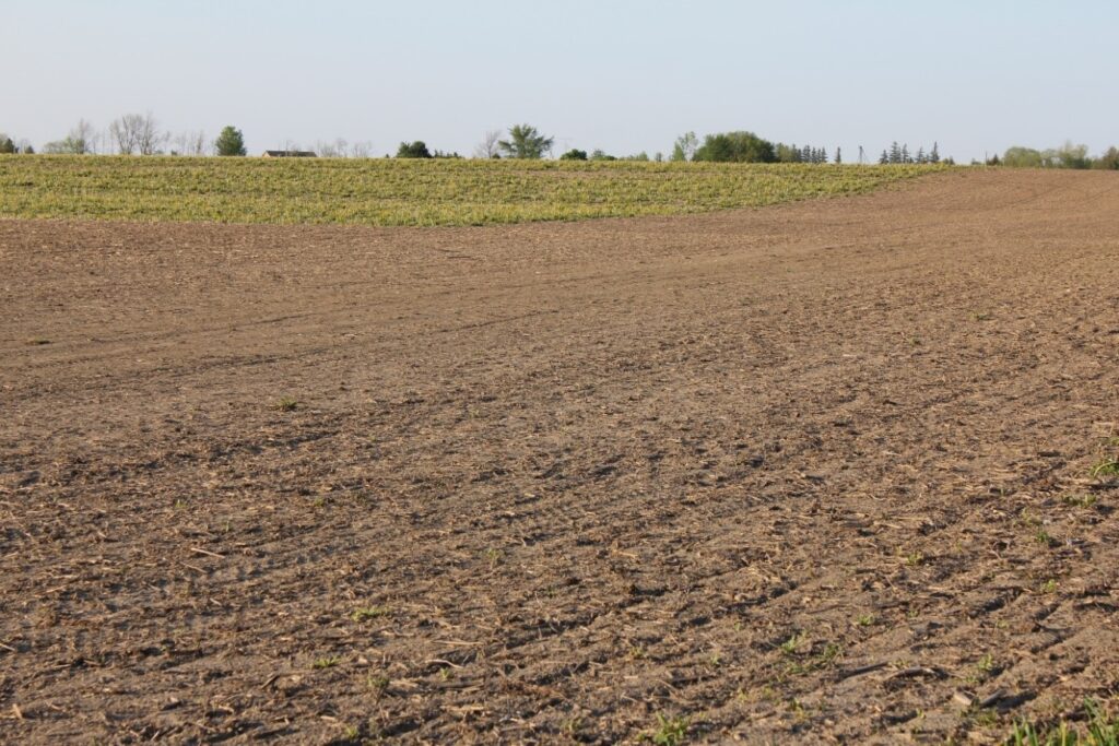 Figure 1. The headlands of this field received a fall application to control dandelions, making for a nice seed bed to plant into. The rest of the field had no fall management, and the dandelion pressure is significant and will take much longer to control now. 