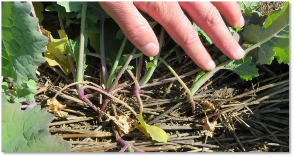 Figure 2. Winter canola with plant crowns (growing points) above the wheat residue, which increases risk of winter kill. 