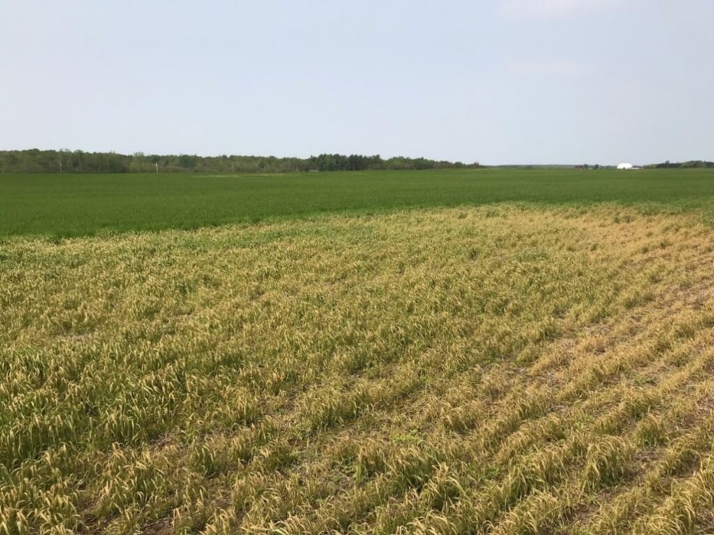 Figure 1: Winter wheat impacted by frost and manganese deficiency. A foliar spray of manganese sulphate at 7 lb/acre in 53 gal of water with a spreader-sticker can be applied to correct the deficiency.