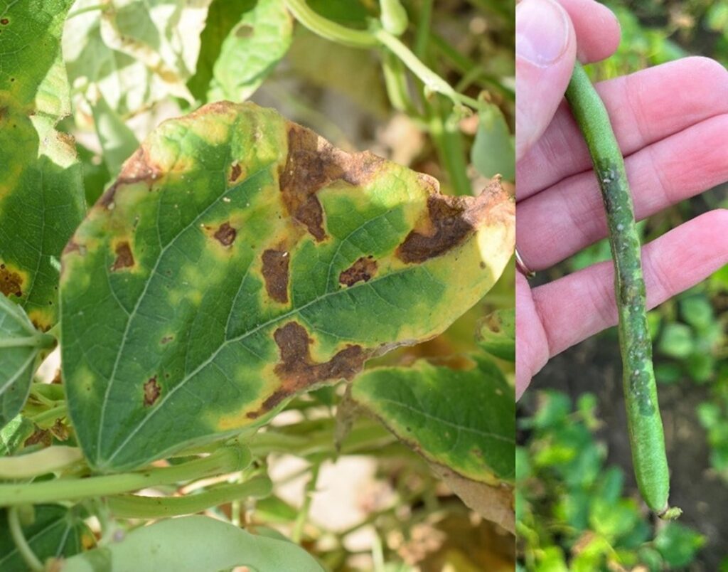 Figure 1. Bacterial brown spot symptoms in dry beans. Credit: O. Wally, AAFC