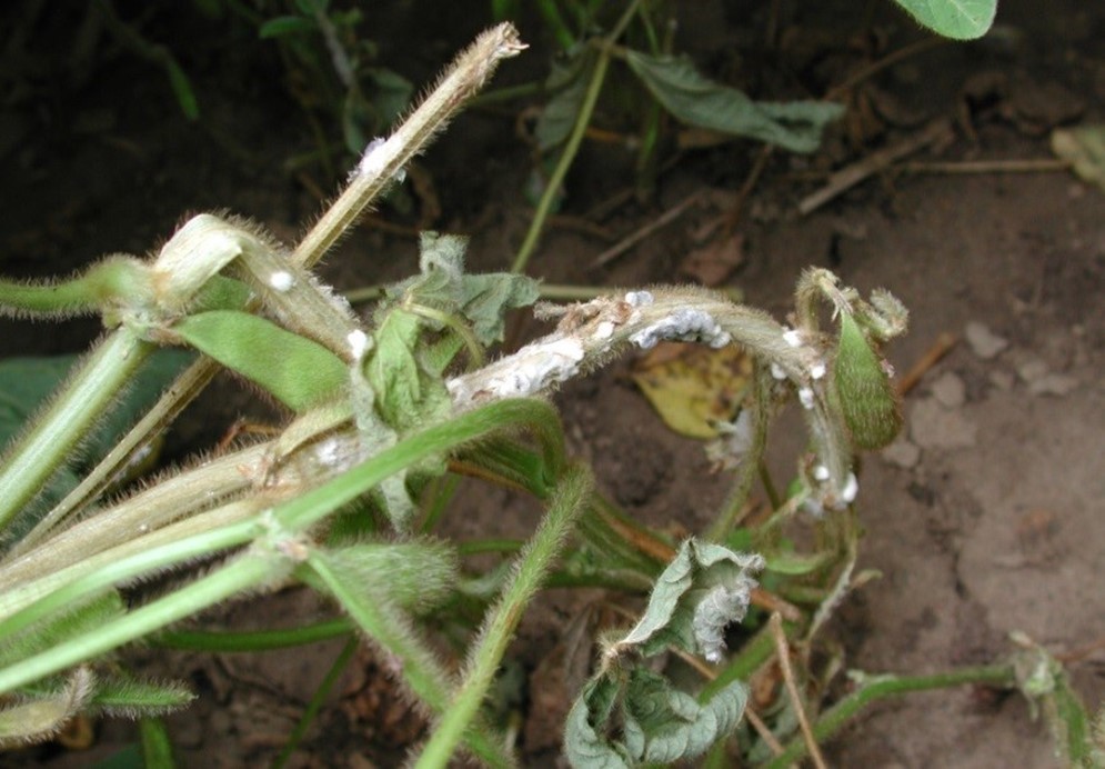 Figure 1. White mould in soybeans.