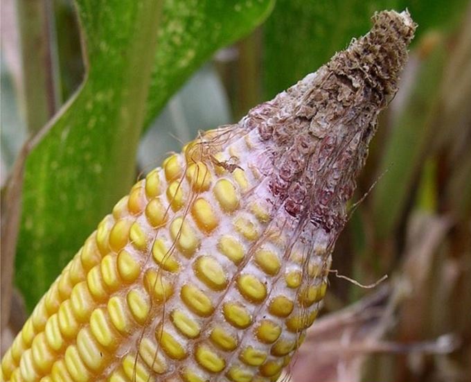 2023 Ontario Hybrid Corn Performance Trials Now Available – Field