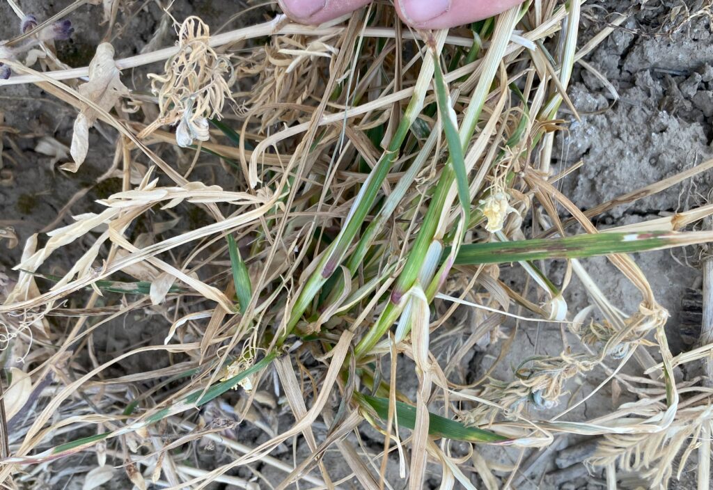 ryegrass with brown upper leaves but green lower leaf material