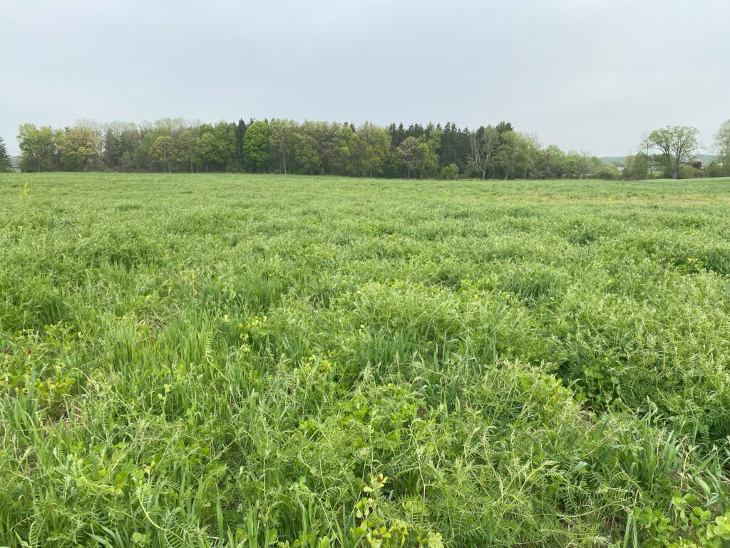 field of dense green plants with sky and trees in background