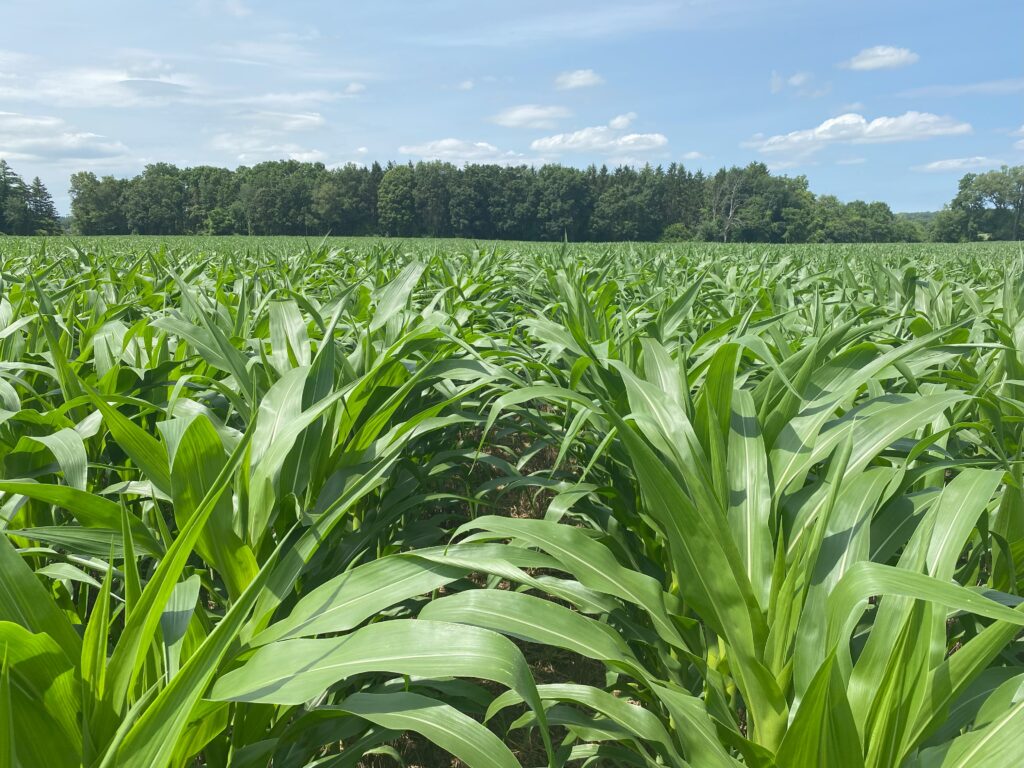Field of tall, dense corn with blue sky and trees in background