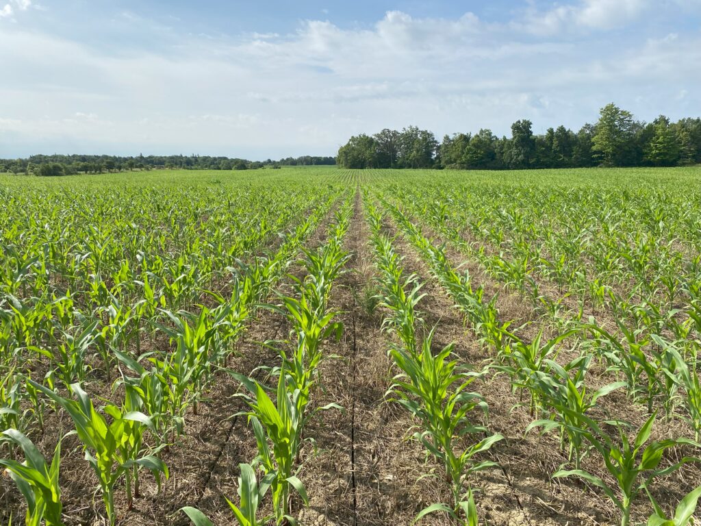 field of young, light green corn plants with blue sky and trees in background