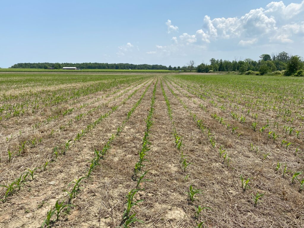 rows of young corn plants with blue sky and trees in background