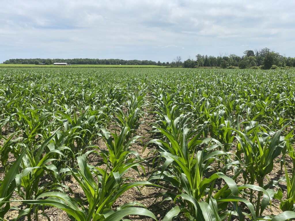 field of corn close to closing canopy between rows with blue sky and clouds in background