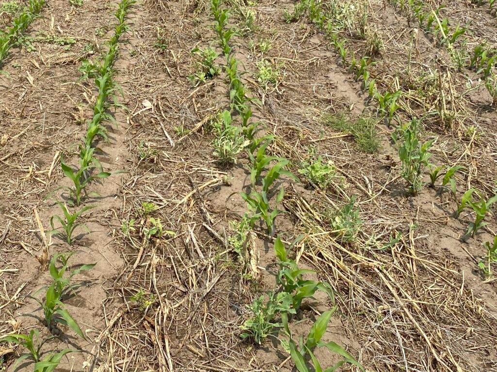 young corn plants with weeds interspersed
