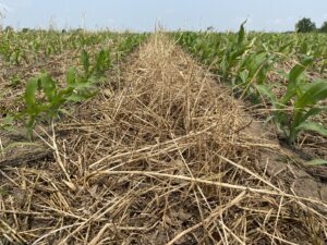ground level view of young corn plants with layer of brown residue on soil between corn rows