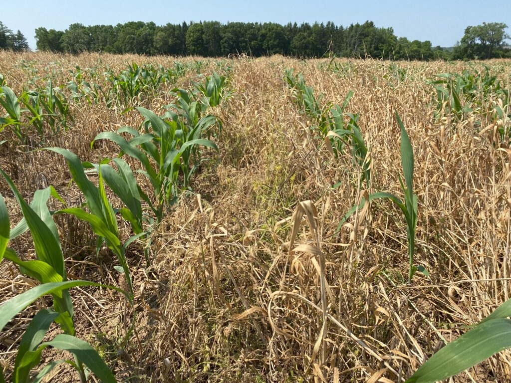 Rows of young corn plants growing above dead brown plant material