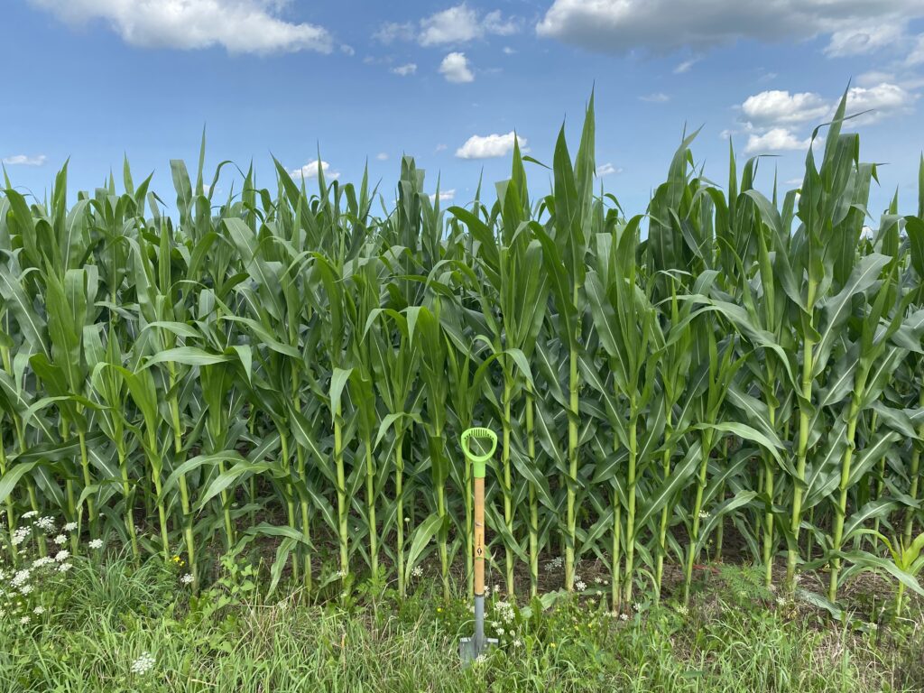 tall green corn plants with a spade in front that is about half the height of tallest plants.