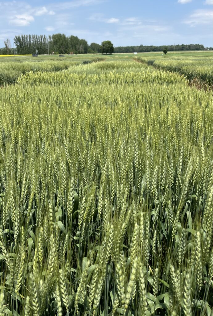 Wheat variety trial at C & M Seeds, Minto, Ontario. June 17, 2024