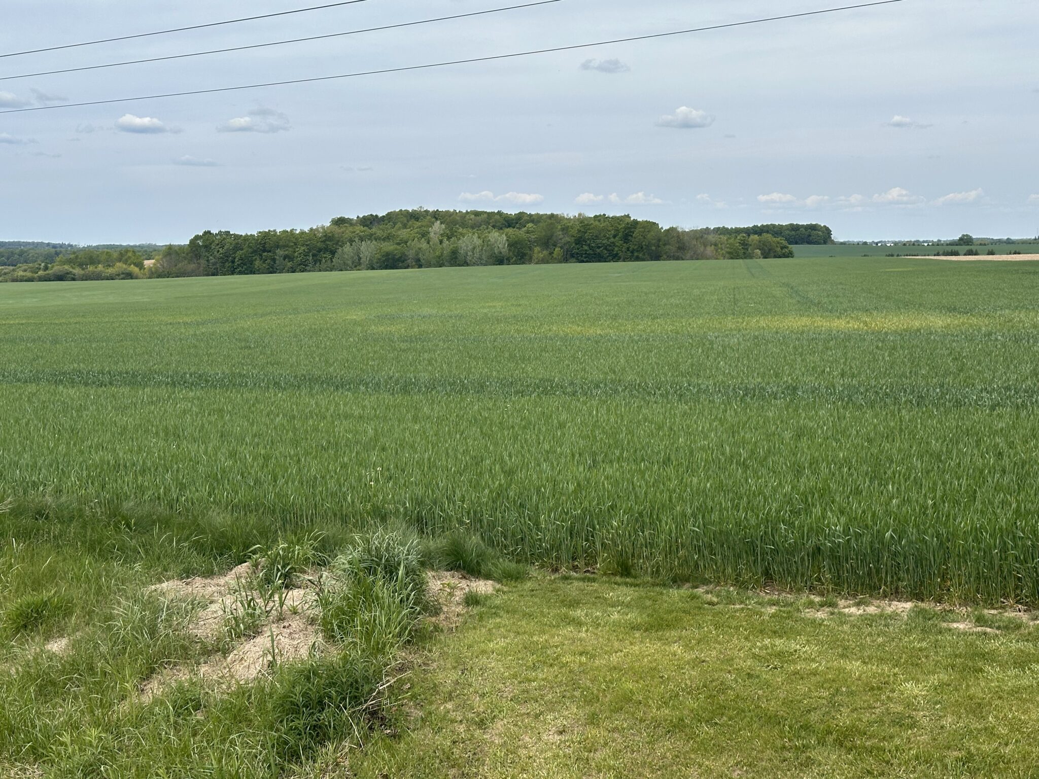 Stripe and Leaf Rust Identified in Ontario Winter Wheat Fields – Field ...