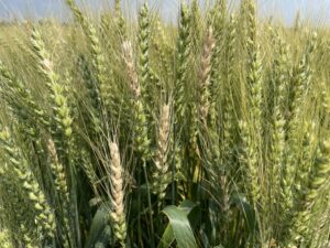 Diseased spikelets in winter wheat that have ripened prematurely (bleached) in contrast to healthy, green heads in the field.