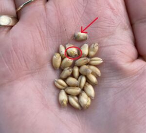 Preharvest sprouting in soft white winter wheat in 2024.