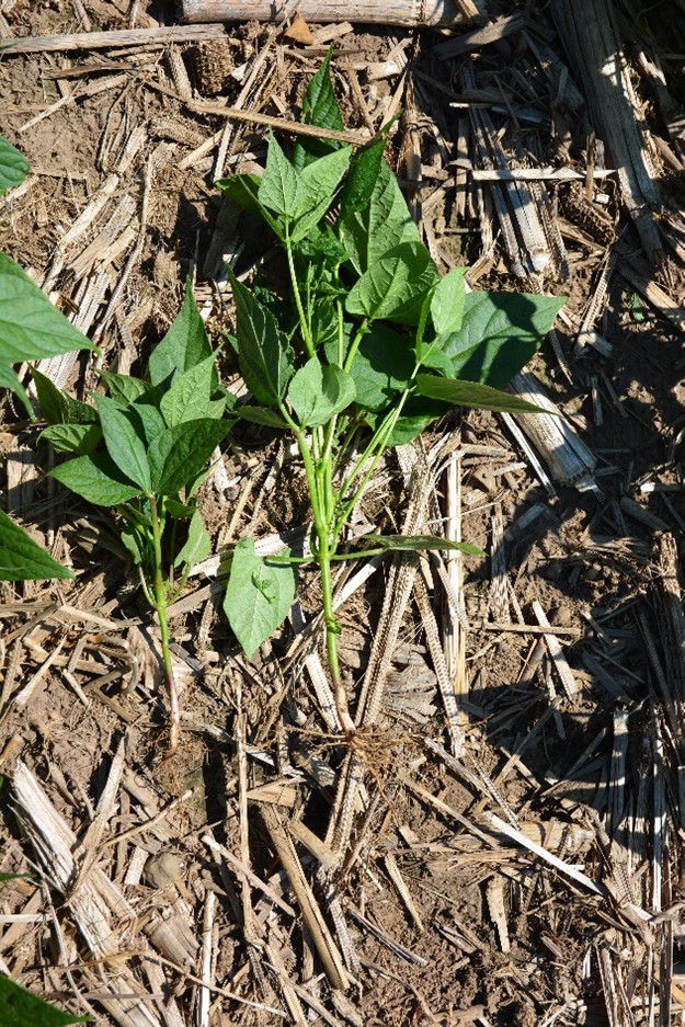 Examples of what soil compaction can look like on soybeans.