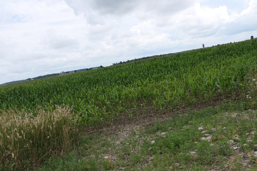 Examples of what soil compaction can look like on corn.