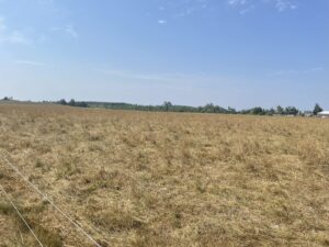 A pasture showing signs of insufficient rainfall.