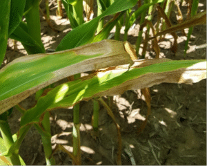Turning soil test results into a proper nutrient fertility plan is critical to maximize field profit and prevent nutrient deficiencies, such as potassium (K) deficiency shown here.