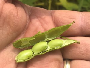 Seeds are still attached to the pod and are green. This field is not ready to be sprayed.