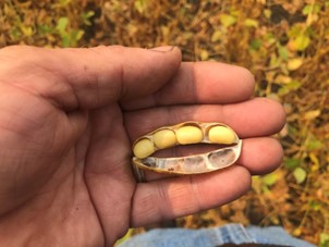 Beans have separated from pod.