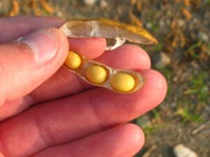 Pods on the bottom half of the plant should look like they are ready to be thrashed.