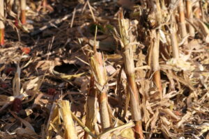 Use header technology to crush or chop corn stalks for optimizing corn stubble management.