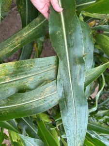Tar spot and southern rust can occur on the same leaves and corn plants.