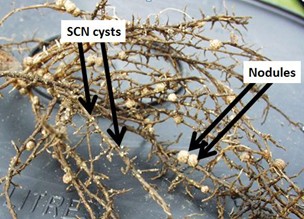 SCN cysts on roots compared to nodules.