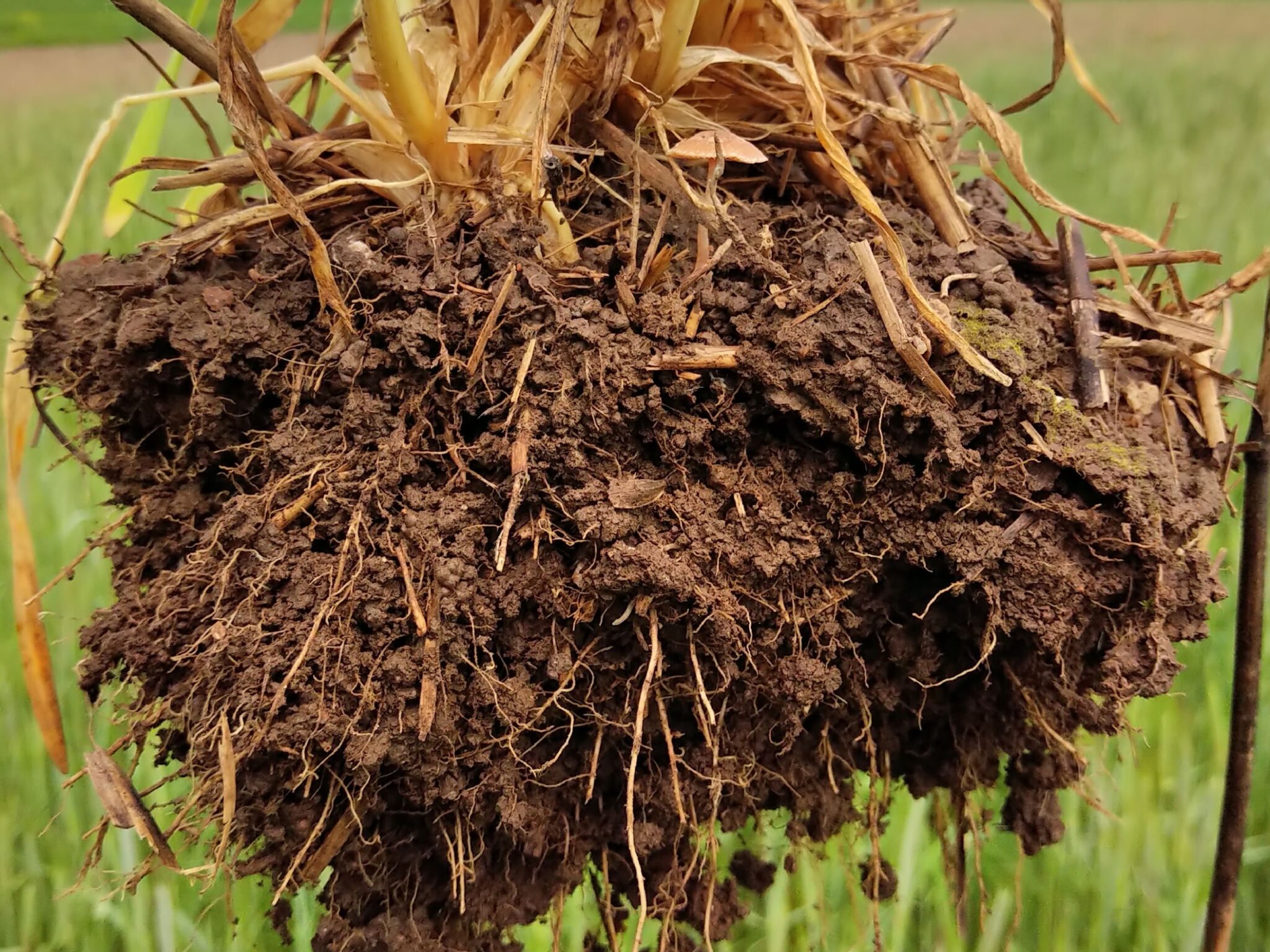 Rye Root Cover crop benefits for soil and cropping systems – Field Crop News