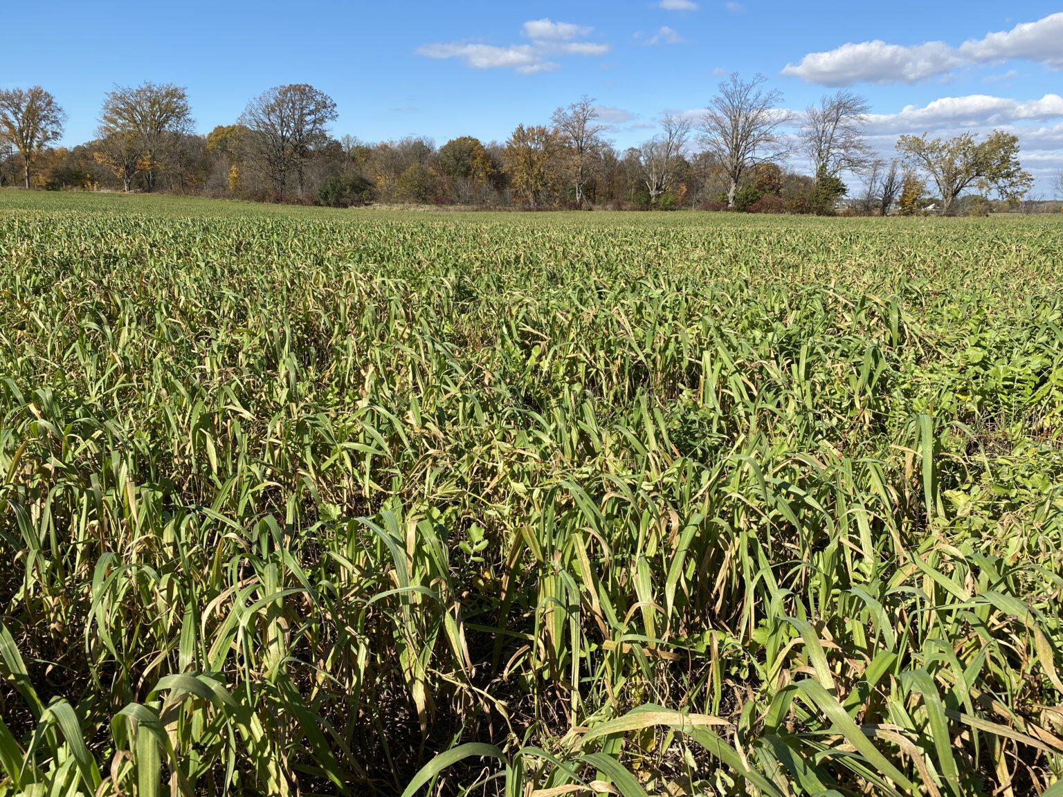 Oats as a cover crop for Ontario field crop production – Field Crop News