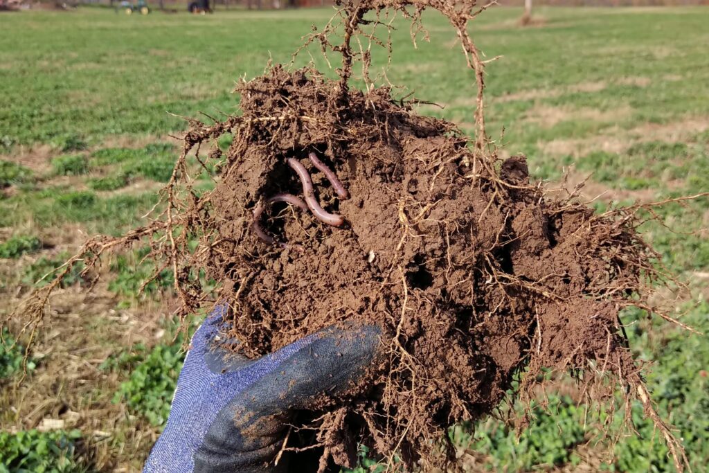 soil with roots and worms present