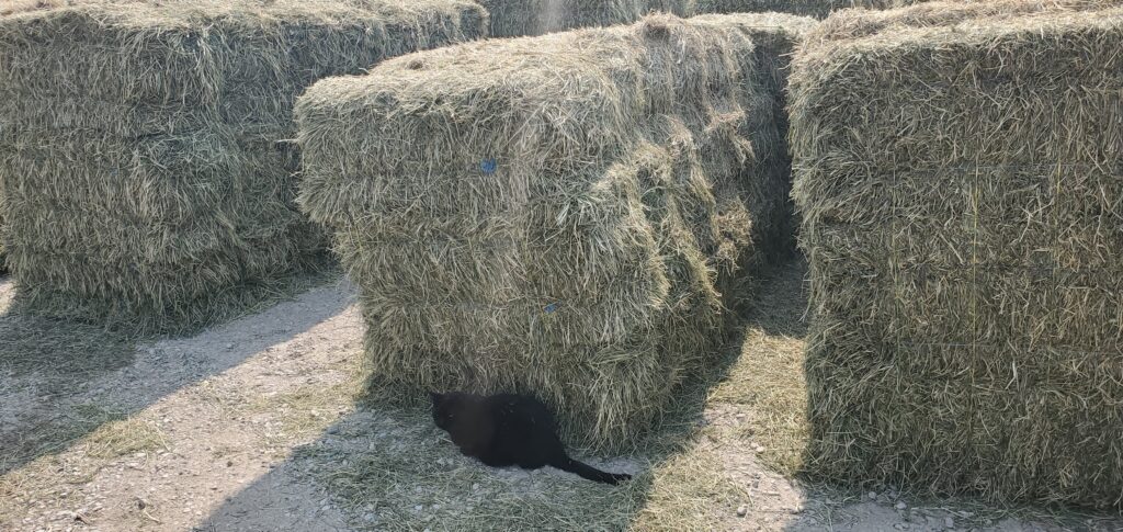 A bundle of small square bales slumps because they were baled too wet.