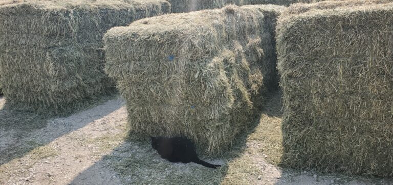 A bundle of small square bales slumps because they were baled too wet.