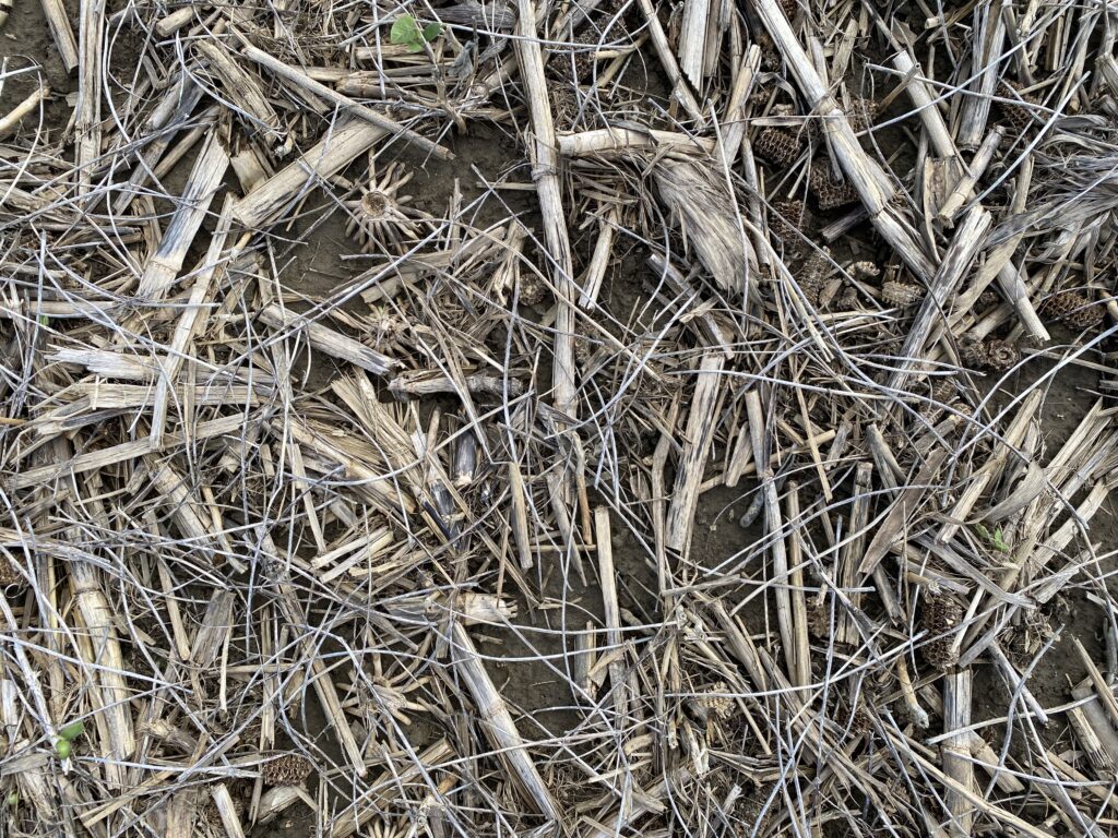 overhead view of corn and soybean residue on soil surface