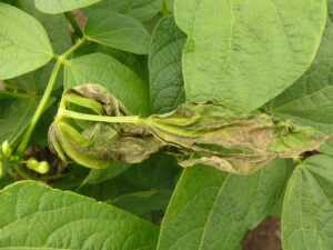 Wilting and necrosis of the top trifoliate during extreme heat.