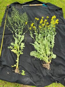 When the main growing point died on plants that were very large prior to winter, many stems emerged from the sides of the crown but were significantly delayed (right) compared to plants that came through winter without injury (left).