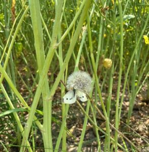 A cabbage white on a dandelion under the canola canopy.