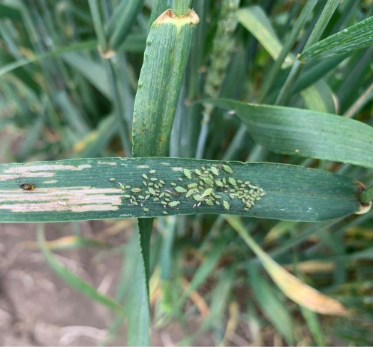 Cereal aphids were found at high levels in cereal fields in 2025. On-farm trials done in Ontario have not found an economic benefit to spraying aphids, though if populations reach an average of 12-15 aphids per stem prior to heading, an insecticide application may be required. Once wheat is heading, 50 or more aphids per head are needed before insecticide is warranted. 