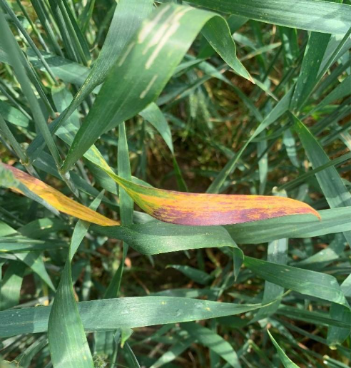 The primary symptoms of Barley Yellow Dwarf Virus (BYDV) include stunting and yellowing, reddening or purpling of the leaf tips. 