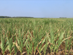 Some corn intended for grain was released by Agricorp and put up early as corn silage.