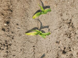 Pale and yellow corn following an extended period of cool temperatures during the second half of May, 2025.