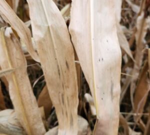 Very low tar spot pressure in a field in Perth County at harvest in 2025.