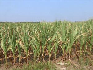 Severely drought-stressed field that has struggled to form ears or pollinate in central Ontario in August 2025 (credit: Danica Davis).