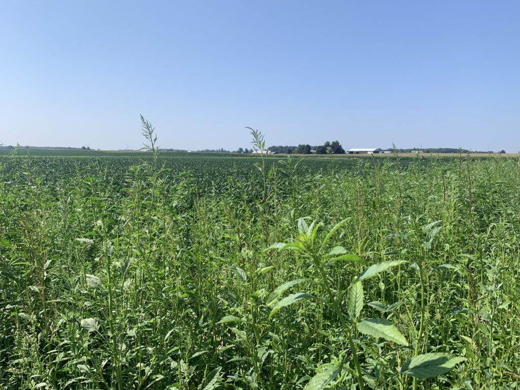 waterhemp emerged above a soybean crop